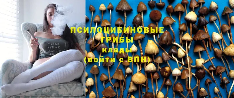 Псилоцибиновые грибы прущие грибы  Дубна 